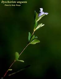 Image result for Dyschoriste