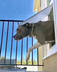 A pet door, also known as a cat door and dog door, is a small portal in a wall, window or door to allow pets to enter and exit a house on their own. About Pet Door Products Manufactured In Salt Lake City Utah