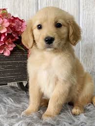 Golden retriever puppies kc registered. Nova Golden Retriever Puppy 649502 Puppyspot Retriever Puppy Cute Dogs And Puppies Golden Retriever Puppy