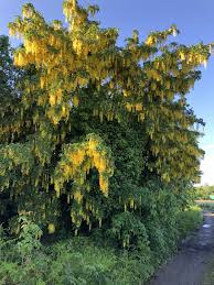 Image result for Laburnum