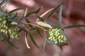 Image result for Searsia lancea