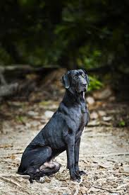 Information About The Ever Friendly Great Dane Labrador Mix