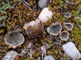 Image result for Nolletia arenosa