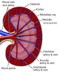 They also take waste and carbon dioxide away from the tissues. Renal Blood Vessels Labeled Kidney Hilum Diagram Labeled Web About Wiring Diagram Blood Enters The Renal Vascular System Through The Renal Artery