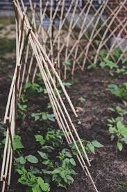 Early July In The Garden With Gardeners Supply Co Garden Supplies Garden Plants