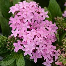 From wikimedia commons, the free media repository. Pentas Lavender Seeds Available At Www Seedsnpots Com