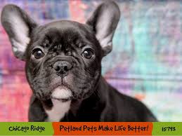 Find french bulldog puppies for sale and dogs for adoption near you. French Bulldog Puppies Petland Chicago Ridge