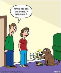 Pin By Suzanne Nijmeijer On Dogs Funny Labradoodle Funny Dog Memes Funny Animal Memes