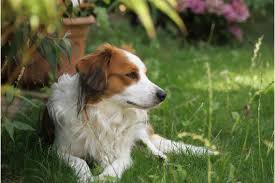 Is nederlandse kooikerhondje the right dog breed for you? Nederlandse Kooikerhondje Im Tiermarkt Von Deinetierwelt