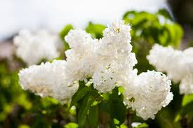 Check spelling or type a new query. 6 Lilacs Facts That You Probably Didn T Know Better Homes Gardens