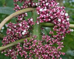 Image result for Urera