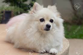 Fragen sie sich, welche kleine hunde am besten für die wohnungshaltung geeignet überprüfen sie alle 86 kleine hunderassen mit bild. Flauschige Weisse Pomeranian Niedlichen Hund Kleine Haustier Freundlich Lizenzfreie Fotos Bilder Und Stock Fotografie Image 79630483