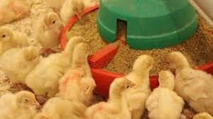 Find the plans for this project here: How To Raise Chicken In Jamaica