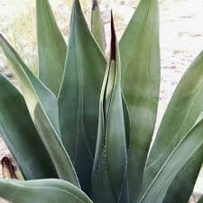 Unfortunately, there are pests of indoor plants. High Desert Native Plants Llc Posts Facebook