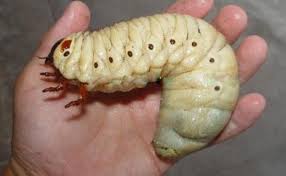 Maybe you would like to learn more about one of these? Tidur Cacing Dari Mulut Angka Ajaib Apa Yang Memprediksi Cacing Mimpi