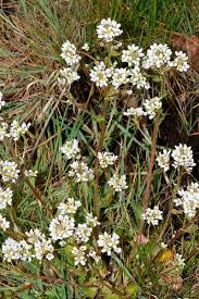 Image result for Oreophyton