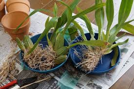 オンシジウム 植え替えと 失敗あるあると対処法 ピノ子の庭