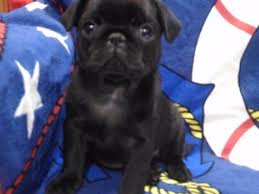 Pug Sahiplendirme