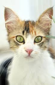 The company doesn't show any details of their. Who Makes What In Pet Food Truth About Pet Food