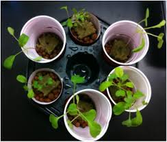 Our Experiment