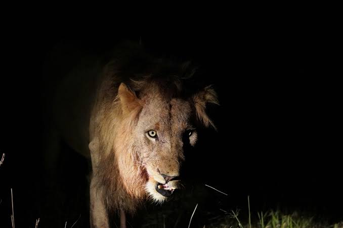 Night Safaris in Kenya: Spotting Nocturnal Wildlife - Kenya Safaris | Tanzania Tours | Bison Safaris
