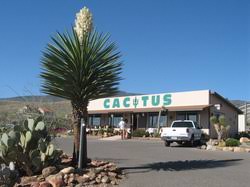 Stanford university is situated 550 metres south of arizona cactus garden. Arizona Botanical Gardens Home