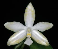 Image result for Ancistrorhynchus tenuicaulis