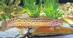 Weather Loach 101 – Tropical Fish Club Of Erie County Ny