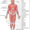 They range from about 30 to 200 μm (thousands of times shorter than skeletal muscle fibers), and they produce their own connective tissue, endomysium.although they do not have striations and sarcomeres, smooth muscle fibers do have actin and myosin. 1