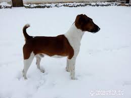 Image result for foxteriér hladkosrstý