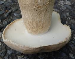 Image result for Boletus variipes