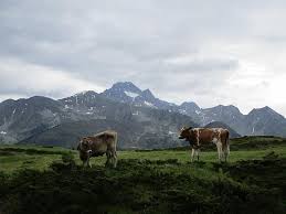 Mountain Landscape Meadow Grass Nature Graze Animals Cows Cow Beef Animal Pikist