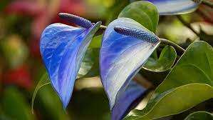 Blue Peace Lily Blue Flowers Flowers Rare Flowers