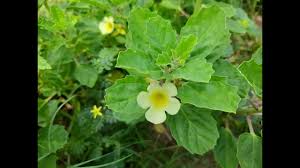 Image result for Pedalium