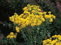 Image result for Senecio ruwenzoriensis