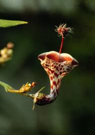 Image result for Ceropegia haygarthii