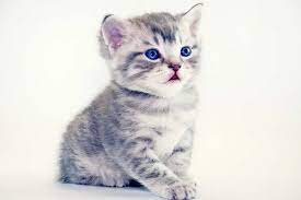 hund und katze aneinander gewohnen eine geniale anleitung alles haustier katzen miauen american shorthair katzen