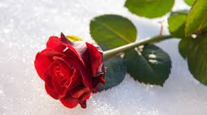 Use them in commercial designs under lifetime, perpetual & worldwide rights. Wallpaper Red Rose Petals Stem Leaves 7680x4320 Uhd 8k Picture Image