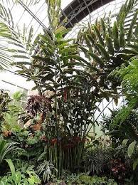 Image result for Laggera elatior