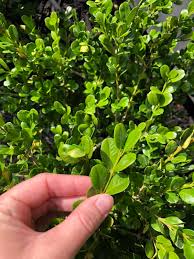 Also known as littleleaf box, japanese boxwood (buxus microphylla) is an evergreen shrub that has a slow growth rate like english boxwood. Japanese Boxwood Planting Care Of Littleleaf Boxwood Shrubs Buxus Microphylla Home For The Harvest