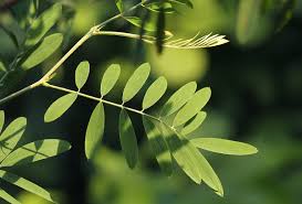 Image result for Tephrosia noctiflora