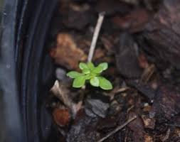 Image result for Pilea microphylla