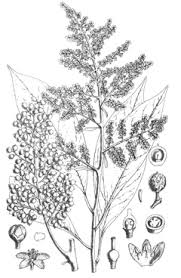 Image result for Embelia