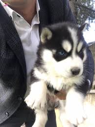 Satilik Husky Fiyatlari Ve Ilanlari Kopek Dunyasi