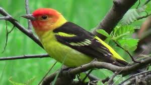 Birds Of Western Washington State Kaniksu Expedition Washington Soundtrack Birds Singing Water Wildlife Nature Sounds It S An Hour Long But Really With Images Wildlife Nature Nature Sounds Nature Birds