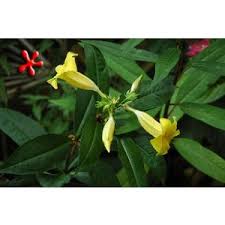 Image result for Allamanda schottii