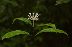 Image result for Chassalia cristata