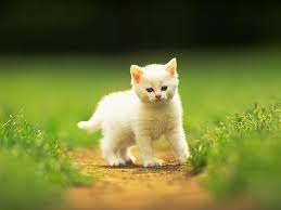 En Tatli Kedi Resimleri Photos Facebook
