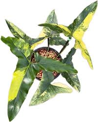 Image result for Thaumatophyllum