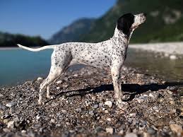 Image result for italský krátkosrstý ohař